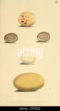 Beitrag zur Fauna Centralpolynesiens. Ornithologie der Viti-, Samoa- und Tonga-inseln Halle, H. W. Schmidt, 1867. Vögel, Polynesien, Ei, ausgezeichnet, Accipiter fasciatus, Platycercus splendidus, Taxonomie: trinomial= Ptilinopus porphyraceus fasciatus, Ptilinopus luteovirens, Megapodius pritchardii, die Abbildung zeigt eine Reihe von Eiern, die jeweils mit unterschiedlichen Markierungen und Texturen versehen sind. Die Eier werden von eins bis fünf nummeriert, wobei jede Zahl einer bestimmten Art entspricht. Die erste, die durch kleine rötliche Flecken auf einem helleren Hintergrund gekennzeichnet ist, steht im Kontrast zur zweiten, die charakteristisch ist Stockfoto