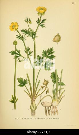 Billeder af nordens Flora København, G.E.C. Gad's forlag, 1917-1927, Plants, Finnland, Skandinavien, der New York Botanical Garden, Bildwerke, Ranunculus bulbosus, die Illustration zeigt eine botanische Studie über die knollenförmige Butterblume, wissenschaftlich bekannt als Ranunculus bulbosus. Die detaillierte Darstellung zeigt die charakteristischen hellgelben Blüten der Pflanze, mit Etiketten, die verschiedene Teile der Pflanze anzeigen. Das Laub ist mit komplexen Blattmustern versehen, die die gezackten Kanten und die markante Form hervorheben. Neben dem Blütenstamm befinden sich beschriftete Abbildungen, die das u zeigen Stockfoto