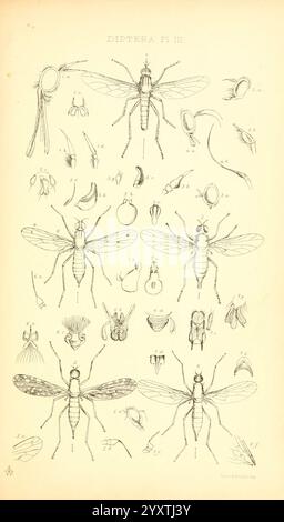 Insecta Britanica, Diptera London, Reeve und Benham, 1851-1856, Großbritannien, Diptera, Farbsammlungen., diese Illustration zeigt eine detaillierte Untersuchung verschiedener Arten innerhalb der Ordnung Diptera, oft als wahre Fliegen bezeichnet. Es zeigt mehrere Figuren, die unterschiedliche anatomische Teile wie Flügel, Beine und Mundteile verschiedener Fliegenarten darstellen. Die Anordnung hebt ihre unterschiedlichen morphologischen Merkmale hervor und ermöglicht eine vergleichende Analyse. Jede Probe ist mit Nummern gekennzeichnet, die spezifischen Merkmalen entsprechen, was eine Lehrquelle für Entomologen a darstellt Stockfoto