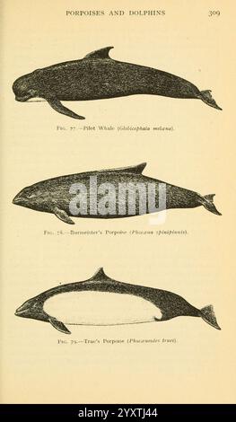 Feldbuch der Riesenfische, New York, G. P. Putnam [1949], Wale, Woodshole, Fische, Phocoena spinipinnis, Globicephala melas, phocoenoides dalli truei, die Abbildung zeigt drei verschiedene Meeressäuger, die jeweils mit einem spezifischen Namen und einer wissenschaftlichen Klassifizierung gekennzeichnet sind. 1. Das obere Bild zeigt den Grindwal (Globicephala melas), der sich durch seinen robusten Körper, die abgerundete Stirn und die starke, markante Rückenflosse auszeichnet. 2. Der mittlere Abschnitt zeigt den Burmeisters-Schweinswal (Phocoena spinipinnis), erkennbar an seiner kleineren, kompakteren Größe und seiner ausgeprägten Färbung, einschließlich einer leichten Stockfoto