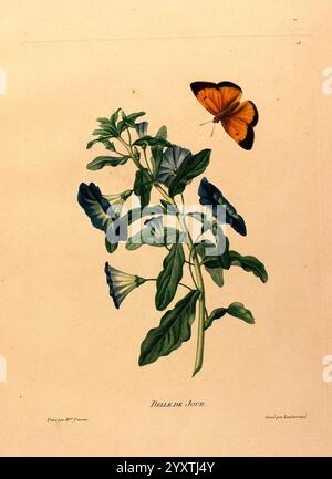 Études de Fleurs et de Fruits, Paris, Chez Bance aîné, MD d'Etampes, [1820?]. eine wunderschön illustrierte florale Komposition mit einem lebendigen Schmetterling, der in der Nähe von zarten Blüten thront. Im Mittelpunkt steht ein hoher Stiel mit breiten, üppig grünen Blättern und großen, trompetenförmigen Blüten, einige in sanftem Blau und andere teilweise offen, wodurch die komplizierten Details darin sichtbar werden. Über ihnen schwebt ein markanter orangefarbener Schmetterling mit schwarzen Kanten, der seine Flügel in eleganter Auslage präsentiert. Die Liebe zum Detail unterstreicht die natürliche Schönheit sowohl der Pflanze als auch des Schmetterlings und schafft so Stockfoto