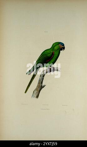 Iconographie des perroquets, Paris, P. Bertrand, 1857, Bird, Vögel, Papageien, Papageien, Bildwerke, beliebte Werke, Diopsittaca nobilis, Ein rotschultriger Ara, Ein lebendiger grüner Papagei thront anmutig auf einem schlanken Ast. Das Gefieder ist auffällig, betont durch einen dezenten roten Streifen an der Seite und eine markante blaue Krone auf dem Kopf. Der scharfe Schnabel des Vogels ist deutlich sichtbar, was auf seine starken Fütterungsgewohnheiten hinweist. Der Hintergrund wird subtil verblasst und lenkt die Aufmerksamkeit auf die lebendigen Farben und Details des Papageienpapageis, die seine natürliche Schönheit und charakteristische Haltung zum Ausdruck bringen. Diese exquisite Darstellung ist ein Highli Stockfoto