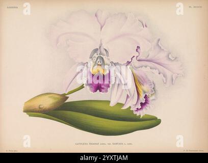 Lindenia, Gand [Belgien], Impr. F. Meyer-van Loo, 1885-1906, Klassifizierung, Reiseführer, Identifizierung, Nomenklatur, populäre Nomenklatur, Orchidaceae, Orchideen, Bildwerke, Terminologie, Blumen, Stiele, Blätter, Eine atemberaubende Illustration einer Cattleya trianae Orchidee mit zarten Blütenblättern in weiß- und Lavendeltönen, die von leuchtenden gelben und tiefvioletten Markierungen in der Mitte akzentuiert werden. Die Blume ist mit exquisiten Details dargestellt, die ihre gerafften Kanten und komplizierten Texturen hervorheben. Zwei breite, glänzend grüne Blätter ragen anmutig von der Basis aus und bilden einen üppigen Kontrast zum Stockfoto