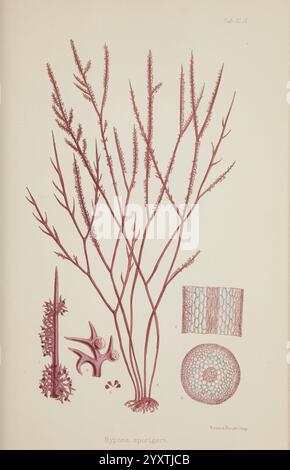 Nereis australis, oder Algen des südlichen Ozeans, London, Reeve Brothers, 1847-1849, Algen, Indischer Ozean, Antarktis, Pazifik, Algen, Museum Victoria, Meeresalgen, William Henry Harvey, Künstler, Hypnea spicigera, Marine Biodiversität, Algen, die Abbildung zeigt die detaillierte Struktur der *Hypnea spicigera*, einer Art von Rotalgen. Sie verfügt über langgezogene, verzweigte Stämme, die mit schlanken, büschelartigen Strukturen verziert sind, die der Pflanze ihre einzigartige Textur verleihen. Die zentrale Darstellung umgibt verschiedene wissenschaftliche Skizzen, darunter Nahaufnahmen von reproduktiven Strukturen und Querschnitten Stockfoto