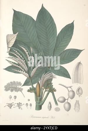 Florae Columbiae, Berolini, Apud Ferdinandi Duemmleri Successores, 1858-69. Pflanzen Kolumbien Chromolithographs Graphic Media 185869, die Abbildung zeigt die Pflanze Potpourri syphilis und zeigt ihre besonderen Eigenschaften. Hervorstehende große Blätter dominieren die Komposition, die sich durch ihre breite, gestreckte Form und gerippte Textur auszeichnen. Neben den Blättern werden verschiedene Phasen der Blüte und Fruchtbildung der Pflanze dargestellt. Es werden zarte Blütenstände mit komplizierten Details der Blüten beobachtet, die die Fortpflanzungseigenschaften der Art veranschaulichen. Zusätzlich werden mehrere fr Stockfoto