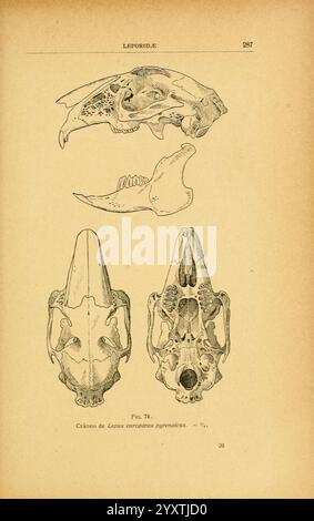 Fauna Ibérica, Mamíferos Madrid, Museo Nacional de Ciencias Naturales, 1914, Säugetiere, Spanien, Hase, Taxonomie: trinomial= Lepus europaeus pyrenaicus, diese Abbildung zeigt detaillierte anatomische Darstellungen von Lepus europaeus, allgemein bekannt als Europäischer Braunhase. Es werden drei unterschiedliche Ansichten des Schädels präsentiert: Die seitliche Ansicht zeigt die Dehnung des Schädels und die markanten Merkmale des Kiefers; die Frontalansicht hebt die Symmetrie und Struktur der Gesichtsknochen hervor; während die untere Ansicht die Feinheiten der Schädelbasis und die Anordnung der Zahnarcade zeigt. Stockfoto