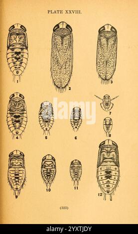 Die Biologie und Ökologie der aquatischen und halbaquatischen Hemiptera, Lawrence, Kan, 1919, hemiptera, diese Illustration zeigt eine Vielzahl von Insektenproben, die ihre anatomischen Strukturen und Besonderheiten zeigen. Die Zahlen 1 bis 12 kennzeichnen verschiedene Arten oder Entwicklungsstadien und heben Details wie Körperform, Größe und einzigartige Markierungen hervor. Die Anordnung ermöglicht vergleichende Untersuchungen, die die Vielfalt und Komplexität dieser kleinen Organismen hervorheben. Jede Probe wird sorgfältig gerendert, um die Identifizierung und Klassifizierung innerhalb des entomologischen Resears zu erleichtern Stockfoto