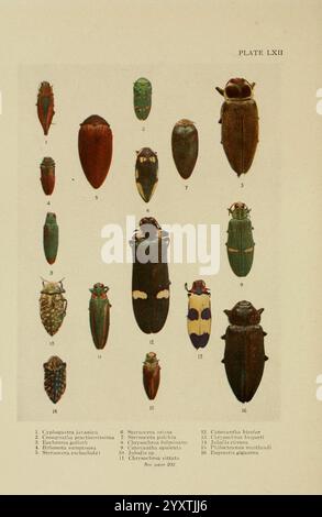 Insecte, Life, London, A. & C. Black, ltd, 1921, Arthropoda, Entomologie, Bibliotheken, Laborhandbücher, Arthropoden, das Display zeigt eine Sammlung verschiedener Käferarten, die alle sorgfältig gekennzeichnet und zur Identifizierung kategorisiert sind. Die Käfer weisen eine Reihe von Farben und Mustern auf und zeigen ihre einzigartige Morphologie. Jede Probe ist nummeriert, damit sie leicht nachvollziehbar ist. Außerdem werden Details zu ihren wissenschaftlichen Klassifizierungen angegeben Stockfoto