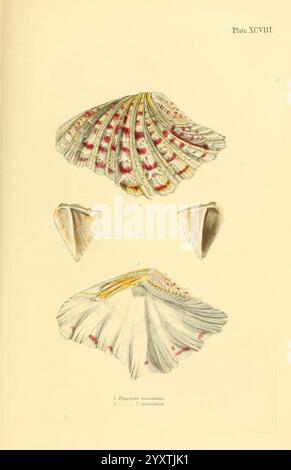 Conchologia systematica, oder vollständiges System der Conchologie, London, Longman, Brown, Green und Longmans, 1841-1842, Muscheln, Muscheln, eine Illustration, die verschiedene Ansichten einer Muschel der Art *Hypparurus maculatus* zeigt. Die Draufsicht hebt komplizierte Muster in Rosa und weiß hervor, während die Seitenprofile die charakteristische Form und Textur der Schale offenbaren. Diese detaillierte Darstellung fängt die natürliche Schönheit und Komplexität der Meereslebewesen ein und betont die einzigartige Färbung und das strukturelle Design, die für diese spezielle Muschelart typisch sind. Stockfoto