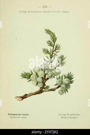Alpen-Flora, Heidelberg, C. Winter, 1906, alps, Bergpflanzen, Bildwerke, zwergwacholder, Eine detaillierte botanische Illustration, die den zwergwacholder zeigt, wissenschaftlich bekannt als Juniperus nana. Das Kunstwerk zeigt einen Zweig mit kleinen, runden, bläulich-weißen Beeren und nadelförmigen Blättern, die die einzigartigen Eigenschaften der Pflanze veranschaulichen. Der Hintergrund ist minimal und betont die komplizierten Details des Laubs und der Früchte. Unter der Abbildung ist der Name der Pflanze in deutscher und englischer Sprache dargestellt, was ihre Klassifizierung und ihren Bildungswert verbessert. Die Gesamtkomposition Hi Stockfoto