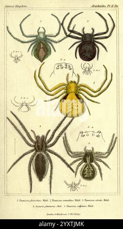 Das Tierreich, angeordnet nach seiner Organisation, London, G. Henderson, 1834, London, London zeigt diese Illustration eine Vielzahl von Spinnenarten, die ihre komplexen Merkmale und ihre einzigartige Färbung zeigen. In der oberen Reihe befinden sich zwei auffällige Exemplare: Eines mit dunklem, glänzenden Korpus und markanten Markierungen, während die andere einen helleren Farbton mit auffälligen Mustern aufweist. Im Folgenden werden zwei weitere Arten dargestellt, die ihre Größe und anatomische Details, einschließlich Beinstrukturen und Körperformen, hervorheben. Zu den Hauptabbildungen gehören kleine Diagramme, die Nahaufnahmen des ermöglichen Stockfoto