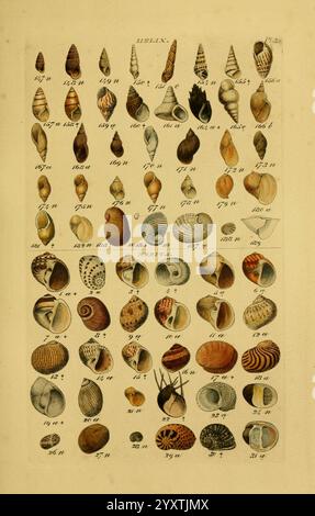 Index testaceologicus, London, 1856, Weichtiere, Muscheln, Muscheln, eine Sammlung verschiedener Muscheln wird in organisierter Weise gezeigt und zeigt ihre verschiedenen Formen, Größen und Muster. In der ersten Reihe befinden sich langgezogene und spiralförmige Schalen, während die nachfolgenden Reihen ovale und flache Varianten enthalten. Jede Schale ist detailreich und hebt einzigartige Texturen und Farben hervor. Mehrere Schalen weisen auffällige Streifen und Flecken auf. Die Anordnung ist systematisch, mit begleitenden Nummern zur Identifizierung oder Katalogisierung, die eine visuelle Referenz für Meeresmuscheln und ihre Klassen bieten Stockfoto