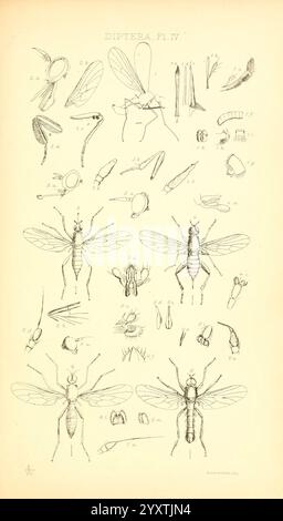 Insecta Britanica, Diptera London, Reeve und Benham, 1851-1856, Großbritannien, Diptera, Farbsammlungen, diese detaillierte Abbildung zeigt verschiedene Arten innerhalb der Ordnung Diptera, allgemein bekannt als Fliegen. Die Komposition enthält zahlreiche beschriftete Diagramme, einschließlich frontaler und lateraler Ansichten verschiedener Fliegenproben, die ihre anatomischen Strukturen wie Flügel, Beine und Körpersegmente hervorheben. Jede Abbildung ist mit Zahlen versehen, die auf spezifische Merkmale und Unterschiede zwischen den dargestellten Arten hinweisen. Die Sammlung stellt eine wertvolle Ressource für Entomolo dar Stockfoto