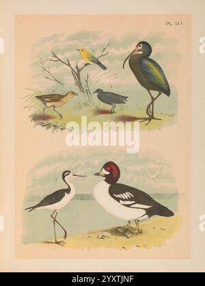 The Birds of North America New York, 1903. Vögel, Nordamerika, Bildwerke, Plegadis falcinellus, Glossy ibis, Protonotaria citrea, prothonotärer Grunzer, Laterallus jamaicensis, Black Rail, Coturnicops noveboracensis, gelbe Schiene, Bucephala islandica, Barrow's goldeneye, Himantopus mexicanus, Schwarzhalsstelze, die Szene zeigt eine Vielzahl von Vögeln vor einer weichen, natürlichen Kulisse. Im oberen Bereich thront ein hellgelber Vogel auf einem Ast, umgeben von subtilem Grün, während ein kleiner, dunkler Vogel in der Nähe zu sehen ist, der möglicherweise auf Nahrungssuche ist. Der Komposition wird ein Di hinzugefügt Stockfoto