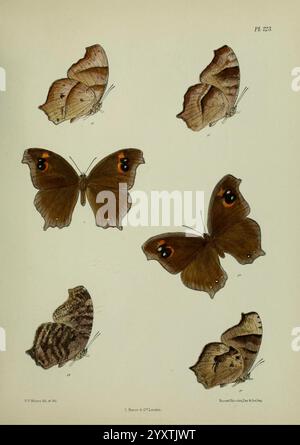 Lepidoptera indica, London, 1890-1913, Indien, Lepidoptera, Frederic Moore, eine Illustration, die eine Vielzahl von Schmetterlingen zeigt, die akribisch detailliert sind, um ihre einzigartigen Merkmale und Farben hervorzuheben. Die Ausstellung umfasst drei Schmetterlinge, die mit offenen Flügeln ausgerichtet sind, und drei mit geschlossenen Flügeln, wodurch die komplizierten Muster auf beiden Seiten sichtbar werden. Jeder Schmetterling ist mit einer spezifischen Kennnummer versehen, was zu einem wissenschaftlichen Katalogisierungsstil beiträgt. Die naturalistische Darstellung betont die Vielfalt der Arten, wobei der Schwerpunkt auf den Texturen und Nuancen ihrer Flügeldesigns liegt Stockfoto