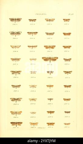 Index, entomologicus, London, William Wood, 1839, Schmetterlinge, Klassifizierung, Großbritannien, Identifizierung, schmetterlinge, Bildwerke., Eine akribisch angeordnete Darstellung verschiedener Mottenarten, die jeweils durch eine eindeutige Katalognummer gekennzeichnet sind. Das Layout zeigt eine Reihe von komplizierten Mustern und Farben auf den Flügeln, die die Vielfalt innerhalb der Lepidopterenordnung verdeutlichen. Jedes Exemplar wird präzise präsentiert und zeigt Details wie Flügelform und -Markierungen, was zu einer Gesamtbewertung der entomologischen Untersuchung und Klassifizierung beiträgt. Die Sammlung hebt wissenschaftliches Interesse hervor Stockfoto