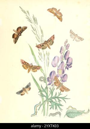 Briten und ihre Umwandlungen, London, 1843-45, Großbritannien, ist Ein lebendiges Schauspiel verschiedener Motten- und Schmetterlingsarten inmitten zarter Blumenelemente zu sehen. Die Szene zeigt detailreiche Insekten, darunter mehrere Falter mit verzierten Flügelmustern, die um hohe, schlanke Gräser und blühende lila Blumen schweben. Zusätzlich sind kleine Raupen im Laub abgebildet, die die verschiedenen Phasen des Lebenszyklus dieser Insekten hervorheben. Die Gesamtzusammensetzung spiegelt eine harmonische Interaktion zwischen den Insekten und ihrer natürlichen Umgebung wider und betont die Be Stockfoto