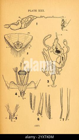 Die Biologie und Ökologie der aquatischen und halbaquatischen Hemiptera, Lawrence, Kan, 1919, hemiptera, aquatisch, Käfer, Eine wissenschaftliche Illustration, die verschiedene anatomische Strukturen zeigt, die mit dem Fortpflanzungssystem zusammenhängen. Die Abbildung enthält beschriftete Diagramme mehrerer Komponenten Stockfoto