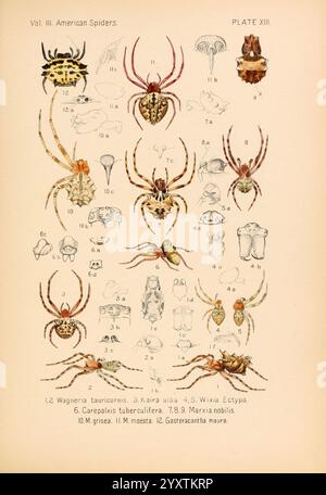 Amerikaner, Spinnen und, ihre, sich drehenden, arbeiten. V.3, Akademie, Naturwissenschaften, Naturwissenschaften, of, Philadelphia, 1889-93, Spinnen, Vereinigte Staaten, Arachnid, Arthropoda, Arthropoden, PAGE, Rechte, Halloween. diese Illustration zeigt eine Reihe verschiedener amerikanischer Spinnen, sorgfältig beschriftet und für Bildungszwecke angeordnet. Jede Spinne wird mit präzisen Details dargestellt und zeigt ihre einzigartigen Eigenschaften, wie Körperformen, Beinkonfigurationen und Markierungen. Die Zusammensetzung umfasst mehrere Arten, einige mit charakteristischen Mustern und Farben, die die Vielfalt der Arachniden hervorheben. Die Zusage Stockfoto