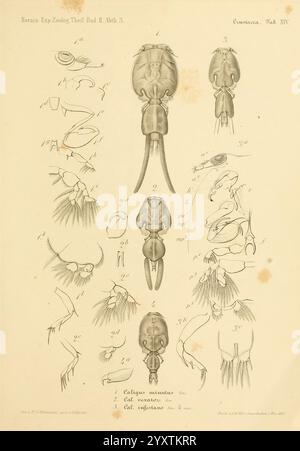 Reise der österreichischen Fregatte Novara Wien Kaiserlich K 1861-75.jpg, diese Illustration zeigt verschiedene anatomische Details eines Meereskopfes, fokussiert auf die Art ''Caligus minutus''. Die Komposition enthält beschriftete Diagramme, die komplizierte Merkmale wie die Körperstruktur, Tentakel und einzigartige Anhänge hervorheben. Jede Komponente ist akribisch detailliert und bietet Einblick in die biologischen Eigenschaften und Anpassungen des Organismus. Die Kennzeichnungen entsprechen den Nummern, die bestimmte Teile kennzeichnen, was die wissenschaftliche Untersuchung dieser besonderen Meereslebewesen unterstreicht. Dies ist so fein Stockfoto