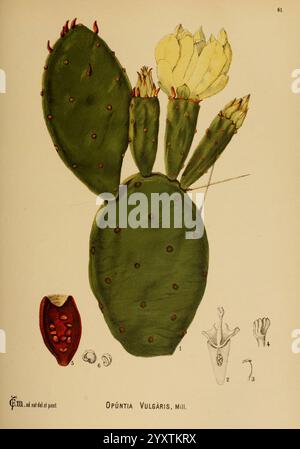 Amerikanisch, medizinisch, Pflanzen, New York, Boericke & Tafel, c1887, Botanik, Medizin, vereinigte staaten, opuntia monacantha, medizinische Botanik, Kaktus, die Illustration zeigt den Opuntia vulgaris, allgemein bekannt als der Feigenkaktus. Der Hauptstiel ist mit seinen charakteristischen flachen, paddelförmigen Pads, die mit kleinen, rötlichen Stacheln verziert sind, gut sichtbar dargestellt. Aus den Pads ragen leuchtend gelbe Blüten hervor, die den blühenden Kakteen illustrieren. Außerdem sind kleinere Knospen sichtbar, die auf das Fortpflanzungsstadium der Pflanze hinweisen. Seitlich detaillierte Diagramme der Blütenstruktur und der fru des Kaktusblüten Stockfoto