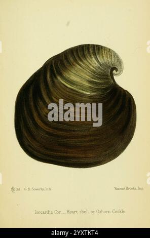 Die, essbar, Mollusca, von, Great, Großbritannien, und, Irland, London, L. Reeve & Co, 1884, Cooking, Shellfish, Great, Großbritannien, Mollusken, mslovell, taxonomy:phylum= Mollusca, Mollusken, Irland, Muscheln, Isokardie, Cor glossus, humanus, Herz, Schale, Ochsenhorn, Schwanz, Histsciart, eine wunderschön gerenderte Illustration einer Herzschale, auch bekannt als Ochsenhornhacke, die ihre unverwechselbare Spiralform zeigt. Das Gehäuse verfügt über ein glattes, geschwungenes Äußere mit komplizierten Schattierungen, die die natürlichen Konturen und die Tiefe hervorheben. Der Farbverlauf wechselt von dunklen Tönen an der Basis zu helleren Tönen in Richtung Stockfoto