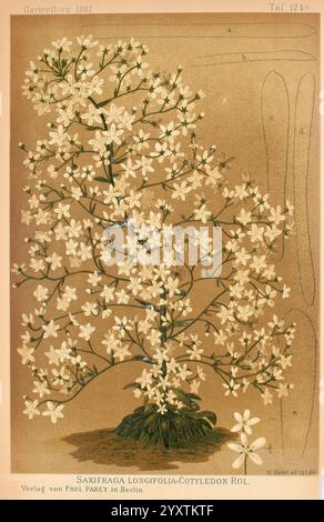 Gartenflora, Erlangen, Verlag von Ferdinand Enke, 1852-1940, Botanik, Periodika, diese botanische Illustration zeigt die Saxifraga longifolia, auch bekannt als das Cotyledon, gekennzeichnet durch ihre zarten weißen Blüten mit gelben Mittelpunkten. Die blühende Pflanze verfügt über eine robuste, verzweigte Struktur mit zahlreichen Blüten, die von der Spitze des Stängels bis zur Basis kaskadieren, mit üppig grünen Blättern geschmückt sind, die einen lebhaften Kontrast zu den Blüten bilden. Die Abbildung wird durch detaillierte Etiketten und Beschriftungen ergänzt, die einen Einblick in die verschiedenen Teile der Anlage bieten und so zu einem Ed beitragen Stockfoto