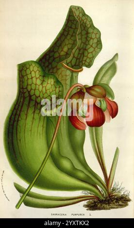 Flore des serres et des jardins de l’Europe A Gand, chez Louis van Houtte, éditeur, 1845–1880, die Illustration zeigt die Sarracenia purpurea, allgemein bekannt als die violette Kannenpflanze. Diese fleischfressende Pflanze verfügt über einzigartige röhrenförmige Blätter, die elegant geformt sind und sich bis zu einem Punkt verjüngen und mit einem markanten Netz von Adern verziert sind. Die Pflanze wird neben ihren leuchtenden Blüten dargestellt, die sich durch zarte, glockenförmige Blüten in Rot- und Cremetönen auszeichnen, die der Gesamtkomposition einen Hauch von Charme verleihen. Das üppige grüne Laub bietet eine reiche Kulisse und betont die komplizierten Details von Stockfoto