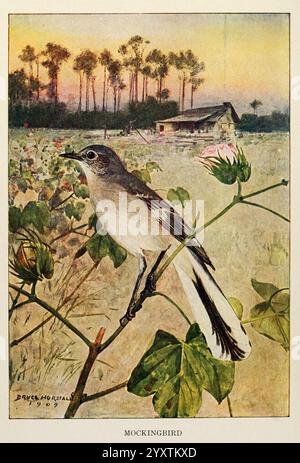 Vogelbiographien, New York, Dodd, Mead, 1923, Birds, East US, Mockingbird, Taxonomie: Family= Mimidae, Mockingbird, Robert Bruce Horsfall, Ein Spottvogel, thront elegant auf einem Zweig mit Baumwollpflanzen und zeigt sein unverwechselbares Gefieder. Im Hintergrund entfaltet sich eine ruhige Landschaft mit einem rustikalen Bauernhaus, das von hohen Palmen eingerahmt ist, vor einem weichen, pastellfarbenen Himmel, der auf Abenddämmerung hinweist. Die Umgebung verströmt einen ruhigen, pastoralen Charme und fängt einen Moment der Schönheit der Natur zusammen mit der Einfachheit des ländlichen Lebens ein. Stockfoto