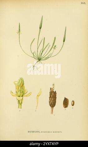 Billeder af Nordens Flora, København, G.E.C. Gad, 1901-1903 [d. h. 1907], Bildwerke, Pflanzen, Skandinavien., diese Komposition zeigt eine illustrierte Darstellung der Pflanze *Myosurus minimus*, allgemein bekannt als Mäuseschwanzpflanze. Oben ist die gesamte Pflanze dargestellt, die ihre schlanken, langgezogenen Stämme und zarten Blüten zeigt. Im Folgenden finden Sie detaillierte Zeichnungen von verschiedenen Teilen der Pflanze: Die Blütenknospen in verschiedenen Stadien, die charakteristische Blütenspitze und die Samen. Jedes Element ist mit entsprechenden Zahlen gekennzeichnet, die die Anatomie und die Entwicklungsstadien von hervorheben Stockfoto