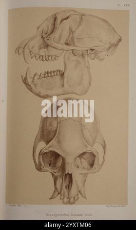 Faune de la Sénégambie Paris O. doin 1883-1887 Africa Senegambia Zoology zeigt die Abbildung den Schädel einer Art aus der Gattung Stachyonycteris, allgemein bekannt als Fledermaus. Es bietet zwei Ansichten: Die seitliche Perspektive zeigt die längliche Schnauze und die ausgeprägten Zähne, während die obere Ansicht die Schädelstruktur und die charakteristische Form des Schädels darstellt. Anatomische Details unterstreichen die einzigartigen Merkmale, die diese Spezies auszeichnen, einschließlich der Anordnung der Zähne, der Kieferstruktur und der Krümmung des Schädels. Diese Elemente heben zusammen die morphologische Anpassung hervor Stockfoto