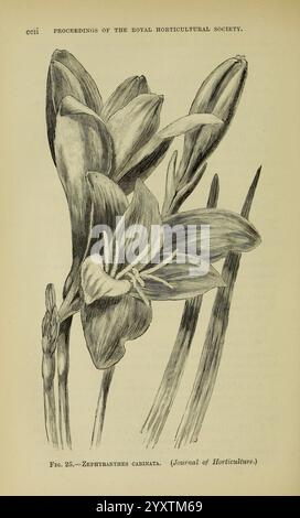 Journal of the Royal Horticultural Society of London, gedruckt für die Royal Horticultural Society von Spottiswoode & Co. Botany Fruit Culture Gardening Gartenbau Periodicals Societies usw tuinbouw tuinen tuinen tuinieren, eine komplizierte Illustration, die die Zephyranthes carinata, allgemein bekannt als die Regenlilie, darstellt. Die Zeichnung zeigt die zarte Struktur der Blüten und hebt ihre langen Blütenblätter und ihre unverwechselbare Form hervor. Über den Blüten erheben sich schlanke, blattartige Stiele, die die botanische Eleganz unterstreichen. Der Begleittext verweist auf die Arbeiten des Königlichen Gartenbaus Stockfoto
