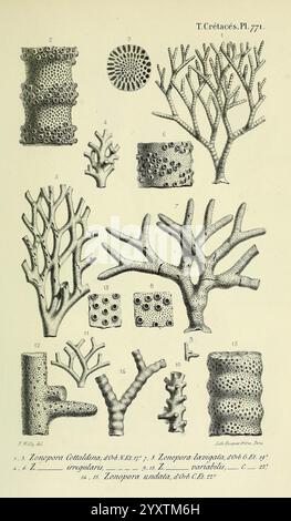 Paléontologie francaise, Paris, Chez l'auteur, 1840-1894, Frankreich, Paläontologie, Jura, Tertiär, Kreidezeit, Paläobotanik, Weichtiere, Fossilien, Seeigel, Fossilien, diese Illustration zeigt eine Sammlung verschiedener Korallenstrukturen und fossiler Korallen aus der Kreidezeit. Jede Probe ist sorgfältig mit Nummern versehen, die ihren einzigartigen Eigenschaften entsprechen. Die Komposition zeigt verschiedene Formen und Formen von Korallen, darunter Verzweigungen und zylindrische Formen. Die komplizierten Details heben die Textur und Struktur der Korallen hervor und bieten einen Einblick in das antike M Stockfoto