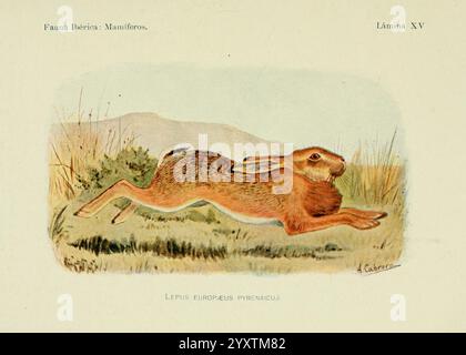 Fauna ibérica, mamíferos, Madrid, Museo Nacional de Ciencias Naturales, 1914, Säugetiere, Spanien, Taxonomie: Trinomial= lepus europaeus pyrenaicus, Hase, Eine wunderschön illustrierte Darstellung eines Kaninchens in einer hüpfenden Pose, mit seiner anmutigen Form und subtilen Details. Das Pelz des Kaninchens ist in einer Mischung aus erdbraunem und sanftem Bräunungsgrad dargestellt und unterstreicht seinen natürlichen Lebensraum. Um das Kaninchen herum gibt es Anklänge von Gras und Laub, die seiner energetischen Bewegung einen Kontext verleihen. Die Abbildung ist beschriftet und bietet eine lehrreiche Referenz und spiegelt die Aufmerksamkeit auf die Anatomie des Tieres und die Umwelt wider Stockfoto