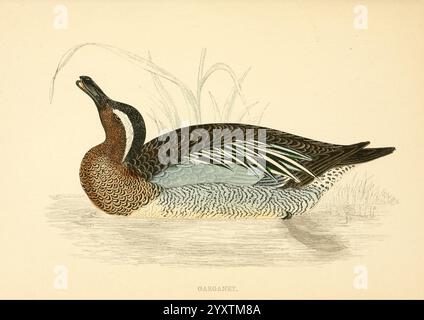 Eine Geschichte der britischen Vögel London Groombridge und Sons1863-1866? Großbritannien Birds Anas querquedula, Ein wunderschön illustrierter Wasservogel, der sein unverwechselbares Gefieder mit sattem Braun und schillerndem Grün zeigt. Der Vogel ist in einer ruhigen Pose dargestellt, der anmutig schwimmt und mit seinem nach hinten geneigten Kopf Details seiner markanten Federmuster offenbart. Der Hintergrund ist mit subtilen Anklängen von Wasser und grasbewachsenem Schilf versehen, was die ruhige Umgebung noch verstärkt. Diese Darstellung hebt die Eleganz und die komplizierten Details der Art hervor und verkörpert ihren natürlichen Lebensraum und ihr Verhalten. Stockfoto