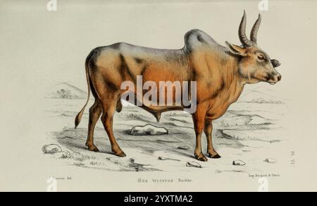 Faune de la Sénégambie, Paris, O. doin, 1883-1887, Afrika, Senegambia, Zoology, Museum of Comparative Zoology, eine Illustration, die ein robustes Tier darstellt, das für seine Besonderheiten bekannt ist, einschließlich eines breiten Körpers und prominenter Hörner. Die Kreatur erscheint in einer naturalistischen Pose und zeigt ihre dicke, muskulöse Struktur. Der Hintergrund ist minimalistisch und betont die Form und Textur des Tieres, mit dezenten Schattierungen, die seine Anatomie hervorheben. Diese künstlerische Darstellung scheint sowohl die Eleganz als auch die Stärke der Art zu erfassen und symbolisiert ihre Bedeutung in der Landwirtschaft und ihre Widerstandsfähigkeit in verschiedenen Stockfoto