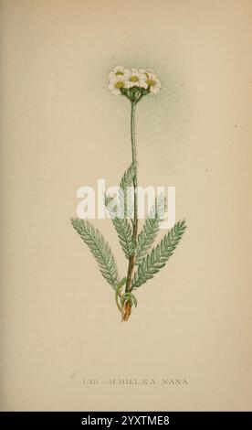 Die Flora der Alpen, London, J. C. Nimmo, 1896-1900, Alps, Floras, Bergpflanzen, Pflanzen, Schweiz, Eine delikate botanische Illustration der Achillea nana, allgemein bekannt als Zwergschar. Das Kunstwerk hebt den schlanken Stiel hervor, der oben eine kleine Gruppe weißer Blumen trägt. Die Blätter sind fein zerlegt und gefiedert und zeigen komplizierte Details, die die natürliche Eleganz der Pflanze unterstreichen. Der Hintergrund ist minimal, so dass die detaillierte Darstellung der Form und Struktur der Pflanze hervorhebt und ihre einzigartigen Eigenschaften und Schönheit in der Natur hervorhebt. Stockfoto