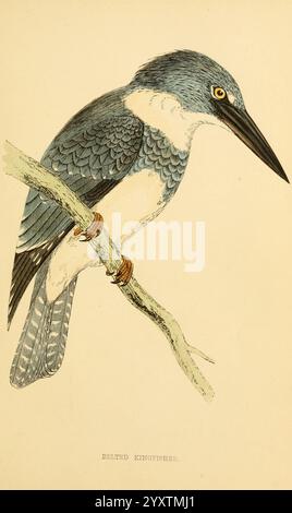 Eine Geschichte britischer Vögel. 1863-1866?, Birds, Great Britain, Bird, Eine auffällige Abbildung eines gegurteten eisvogels, der auf einem Ast thront. Der Vogel zeigt ein leuchtendes blaues Gefieder auf Kopf und Flügeln, im Kontrast zu seinem weißen Hals und Bauch. Sein scharfer, lang gezogener Schnabel ist perfekt für den Fang von Fischen geeignet, während seine auffälligen Augen den wachsamen Ausdruck verstärken. Die detaillierte Darstellung hebt die komplizierten Muster der Federn hervor, insbesondere entlang der Flügel und des Schwanzes. Der Ast, auf dem er sitzt, ist naturalistisch dargestellt und unterstreicht den Lebensraum des Vogels. Unter dem Bild ist der Artenname i Stockfoto