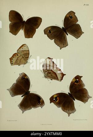 Lepidoptera Indica London 1890-1913 India Lepidoptera Frederic Moore, Eine Sammlung detaillierter Illustrationen verschiedener Schmetterlingsarten, die ihre einzigartigen Flügelmuster und -Farben zeigen. Die Schmetterlinge sind in verschiedenen Positionen dargestellt, einige mit weit ausgebreiteten Flügeln, um auffällige Designs zu zeigen, während andere ihre Flügel geschlossen haben, wodurch unterschiedliche Formen und Texturen hervorgehoben werden. Jede Probe ist nummeriert und gekennzeichnet, zusammen mit wissenschaftlichen Angaben zu ihrer Klassifizierung. Die Gesamtkomposition unterstreicht die Vielfalt und Schönheit dieser Insekten und feiert ihre natürliche Natur Stockfoto