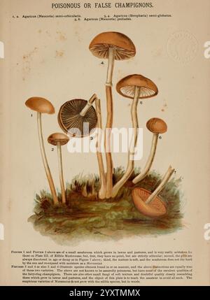 Pilze of America, Boston, L. Prang & Co. [1885], Pilze, Kochen, Pilze, Woods Hole, die Abbildung zeigt verschiedene Arten von Pilzen, die als „giftige oder falsche Champignons“ gekennzeichnet und beschrieben werden. Es zeigt unterschiedliche Pilze, die ihre unterschiedlichen Formen, Größen und Strukturen zeigen. Eine detaillierte Aufgliederung enthält kommentierte Zahlen, die auf spezifische Merkmale der einzelnen Pilztypen hinweisen und Elemente wie Kappenform, Kiemenstruktur und Schafteigenschaften hervorheben. Der Hintergrund erinnert an eine natürliche Umgebung, die ein erdiges Ambiente darstellt, das die Details des Pilzes ergänzt Stockfoto