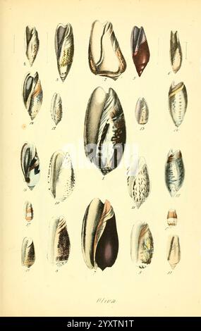 Conchylienbuch, oder, Allgemeine und besondere Naturgeschichte der Muscheln und Schnecken, Stuttgart, Verlag von Krais & Hoffmann, 1855, Mollusks, Pictorial Works, Oliva, eine detaillierte Illustration zeigt eine Vielzahl von Olivenschalen, die alle sorgfältig gerendert sind, um ihre einzigartigen Formen und komplizierten Oberflächenmuster hervorzuheben. Die Anordnung der Schalen ist systematisch, wobei die entsprechenden Zahlen verschiedene Arten anzeigen. Die vielfältigen Farben und Texturen veranschaulichen die natürliche Schönheit und Komplexität dieser Meeresmuscheln und spiegeln ihre ökologische Vielfalt wider. Diese Sammlung dient als VIS Stockfoto