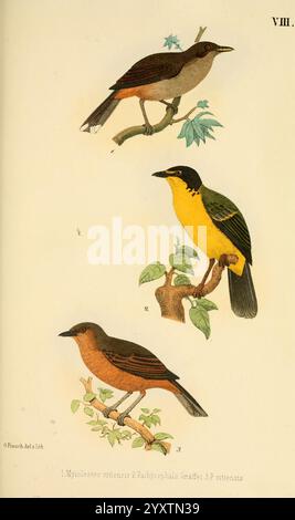 Beitrag zur Fauna Centralpolynesiens. Ornithologie der Viti-, Samoa- und Tonga-Inseln Halle, H. W. Schmidt, 1867. Vögel, Polynesien, Clytorhynchus vitiensis, Pachycephala graeffii, Pachycephala vitiensis, diese Abbildung zeigt eine lebendige Darstellung von drei verschiedenen Vogelarten, die auf Ästen thronen. Der oberste Vogel zeigt ein sattes braunes Gefieder mit einem helleren Unterbauch, während der mittlere Vogel mit seiner auffälligen gelben Brust und der schwarzen Kappe hervorhebt, die sich harmonisch mit seiner grünen Umgebung harmonieren. Der Bodenvogel zeigt eine gedämpftere Färbung, behält aber eine elegante Haltung bei. Jeder bi Stockfoto