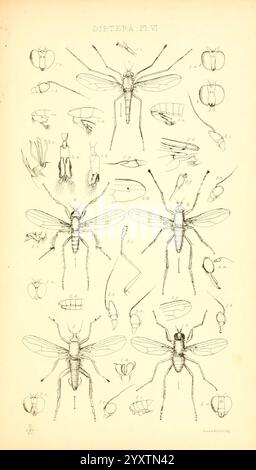 Insecta Britanica, Diptera London, Reeve und Benham, 1851-1856, Großbritannien, Diptera, Color Collections, diese Illustration zeigt eine detaillierte Untersuchung verschiedener Dipteraninsekten, die sowohl ihre anatomischen Strukturen als auch ihre charakteristischen Merkmale veranschaulichen. Die mittleren Figuren zeigen zwei größere Fliegen, umgeben von komplizierten Zeichnungen von Flügeln, Beinen und Mundteilen. Darüber hinaus heben kleinere Proben verschiedene Stadien oder Variationen innerhalb der diptera-Ordnung hervor, wobei Merkmale wie Körpersegmentierung und Appendage-Morphologie hervorgehoben werden. Jedes Element ist sorgfältig beschriftet, um einen Einblick in zu erhalten Stockfoto