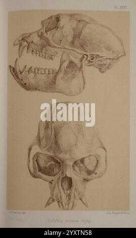 Faune de la Sénégambie, Paris, O. doin, 1883-1887, Afrika, Senegambia, Zoologie, die Illustration zeigt zwei detaillierte anatomische Zeichnungen eines Schädels der Art Galeopitecus variegatus, allgemein bekannt als der Flying Fox. Die Darstellung umfasst eine Ansicht von oben auf den Schädel, die seine Form und Zahnstruktur zeigt, sowie eine Seitenansicht, die die Schädelmerkmale und Konturen hervorhebt. Diese Illustrationen sind für die Untersuchung der Morphologie und evolutionären Anpassungen der Art von Bedeutung und geben Einblicke in ihre Futtergewohnheiten und ihre ökologische Rolle. Stockfoto