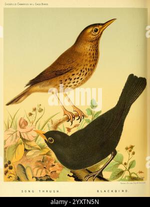 Das, illustrierte, Buch, von, Kanaren, und Käfigvögel, britische und ausländische, Petter, Galpin, &, Co, [1878?], Käfig, Vögel, Kanarien, Museum für vergleichende Zoologie, Vögel, Ornithologie, die Illustration zeigt zwei verschiedene Singvögel, die zwischen Laub thronen. Der obere Vogel ist eine Lieddrossel, die sich durch sein braunes gesprenkeltes Gefieder und seine elegante Haltung auszeichnet, die seine zarten Kurven und seinen scharfen Schnabel zum Vorschein bringt. Darunter befindet sich eine Amsel, die leicht an ihren glänzenden schwarzen Federn und ihrem hellgelben Augenring zu erkennen ist. Beide Vögel sind umgeben von Anklängen von grünen Blättern und Gartenflora, die ihre natürliche Natur betonen Stockfoto