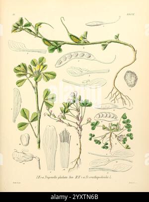 Icones florae Germanicae et Helveticae, Simul Pedemontanae, Tirolensis, Istriacae, Dalmaticae, Austriacae, Hungaricae, Transylvanicae, Moravicae, Borussicae, Holsaticae, Belgicae, Hollandicae, ergo Mediae Europae. Lipsiae, F. Hofmeister 1834-1912. [v. 1, 1850], Europa, Bildwerke, Pflanzen, diese Abbildung zeigt verschiedene Teile der Kleebrüche Trifolium glomeratum. Es enthält detaillierte Darstellungen von Blättern, die jeweils unterschiedliche Formen und Texturen aufweisen. Auch die Anatomie der Blüten wird dargestellt, was ihre komplexen Strukturen hervorhebt. Außerdem zeigt die Abbildung die Stockfoto