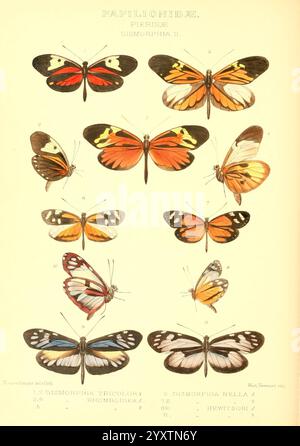 Rhopalocera exotica London Gurney Jackson 1887-1902 Butterflies Butterfly Horace Knight Horace Knight, Eine Sammlung wunderschön illustrierter Schmetterlinge aus der Familie Papilionidae, insbesondere der Gattung Dismorphia. Die Ausstellung zeigt verschiedene Arten, die jeweils einzigartige Flügelmuster und -Farben zeigen. Die Schmetterlinge sind zur Identifizierung nummeriert, mit charakteristischen Markierungen, die ihre Vielfalt hervorheben. Diese pädagogische Darstellung betont die komplizierten Details ihrer Flügel, einschließlich lebendiger Farbtöne und symmetrischer Designs, die die Schönheit der natürlichen Entomologie widerspiegeln. Stockfoto