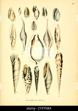 Conchylienbuch, oder, Allgemeine und besondere Naturgeschichte der Muscheln und Schnecken, Stuttgart, Verlag von Krais & Hoffmann, 1855, Mollusks, Pictorial Works, diese Illustration zeigt eine Vielfalt von Muscheln, die jeweils einzigartig geformt und detailreich sind. Die Schalen sind methodisch organisiert, wobei verschiedene Formen präsentiert werden, darunter längliche und spiralförmige Muster, glatte Oberflächen und strukturierte Grate. Jede Muschel ist als Referenz nummeriert, wodurch verschiedene Arten innerhalb der Klasse der Weichtiere hervorgehoben werden. Die Farbpalette ist dezent und unterstreicht das elegante Design dieses natürlichen Formats Stockfoto