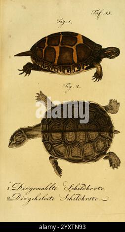 Herr de la Cepede's Naturgeschichte der Amphibien Weimar, Verlage des Industrie-Comptoir's, 1800-1802. Amphibien, Reptilien, die gemahlte Schildkrote, die gehlmte Schildkrote, diese Illustration zeigt zwei verschiedene Schildkrötenarten, die mit viel Liebe zum Detail dargestellt werden. Die obere Schildkröte ist mit einer glatten, stromlinienförmigen Schale und schlanken Gliedmaßen dargestellt, was darauf hindeutet, dass es sich um eine Wasserart handelt, die sich durch ihre lange Form und hellere Färbung auszeichnet. Die untere Schildkröte zeigt eine kuppelförmige, robustere Schale mit strukturiertem Aussehen, was auf eine terrestrische Anpassung hinweist. Beide Schildkröten sind es Stockfoto