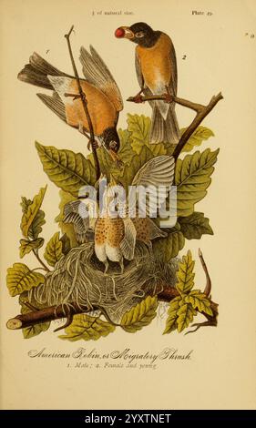 Report on the Birds of Pennsylvania, Harrisburg, E. K. Meyers, State Printer, 1888, robin, Birds, Pennsylvania, Soor, Turdus migratorius, eine Szene, in der ein Paar amerikanische Robinen ihr Nest pflegt, das ihre jungen Küken wiegt. Die ausgewachsenen Vögel, die in leuchtenden Farben dargestellt sind, weisen ihr charakteristisches orange-graues Gefieder auf, wobei ein Elternteil auf einem Ast sitzt, während der andere in der Nähe des Nestes schwebt. Das Nest ist aufwendig gewebt und von üppig grünen Blättern umgeben, was den natürlichen Lebensraum hervorhebt. Unten sind die Küken sichtbar, ihre winzigen Körper schmiegen sich bequem in den Profi Stockfoto